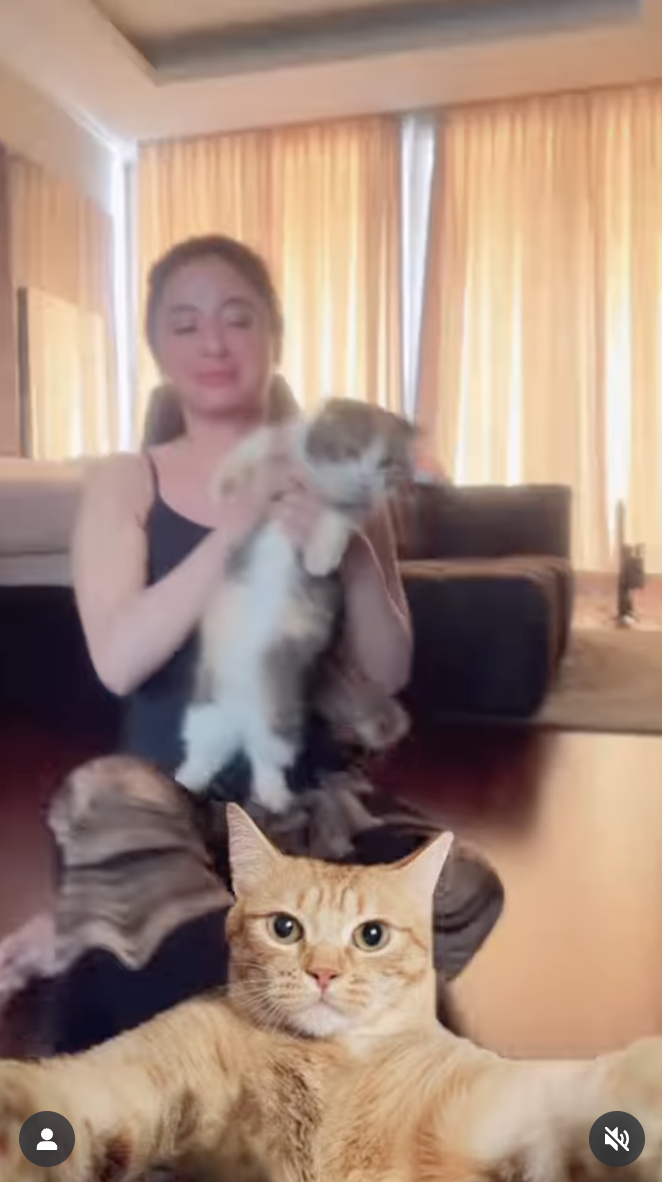 dewi perssik kucing eko